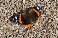 Vanessa atalanta