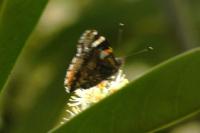 Vanessa atalanta