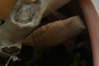 Iphiclides podalirius