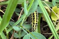 Zygaena