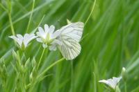 Pieris napi