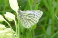 Pieris napi
