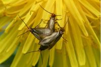 Micropterix calthella