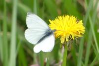 Pieris napi