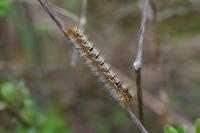 Lasiocampa quercus