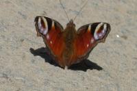 Aglais io