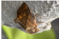 Apoda limacodes