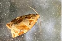 Archips xylosteana