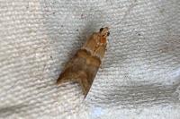 Acrobasis repandana