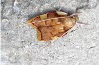 Carcina quercana