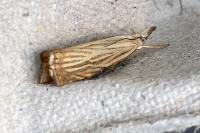 Chrysoteuchia culmella