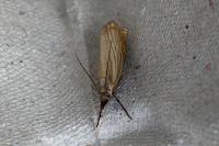 Chrysoteuchia culmella