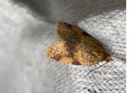 Epagoge grotiana