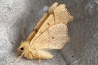 Ennomos erosaria