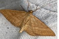 Idaea ochrata