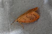 Miltochrista miniata