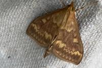 Ostrinia nubilalis
