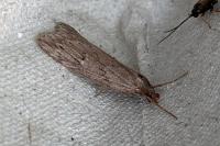 Pachycnemia hippocastanaria