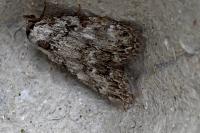 Meganola strigula