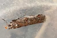 Pempelia palumbella