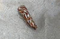 Acrobasis porphyrella