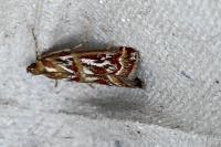 Acrobasis porphyrella