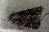 Acronicta rumicis