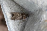 Sciota rhenella