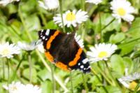 Vanessa atalanta