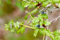 Adela reaumurella