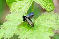 Adela reaumurella