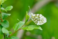 Anthocharis cardamines
