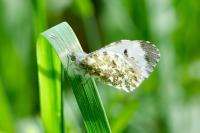 Anthocharis cardamines