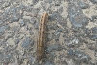 Hoplodrina ambigua