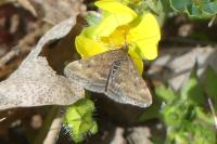 Pyrausta despicata