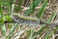 Diacrisia purpurata