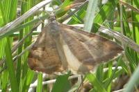 Aplocera efformata/plagiata