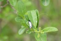 Adela reaumurella