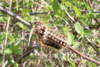 Eriogaster catax