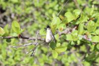 Adela reaumurella