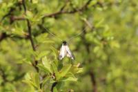 Adela reaumurella