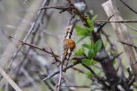 Orgyia recens