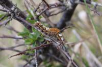 Orgyia recens