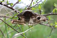 Saturnia pavonia