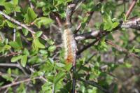 Lasiocampa quercus