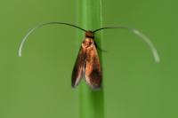 Cauchas rufimitrella