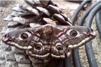 Saturnia pavonia