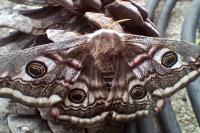 Saturnia pavonia