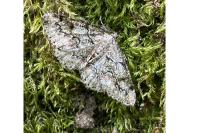 Cleorodes lichenaria