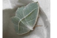 Campaea margaritaria